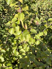 Betula pubescens