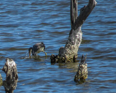 Egretta tricolor
