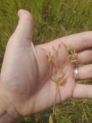Hypericum virginicum