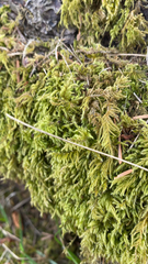 Kindbergia oregana