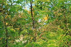 Allospondias lakonensis