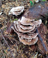 Trametes versicolor