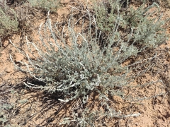 Artemisia santonicum