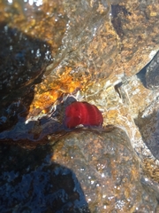 Actinia mediterranea