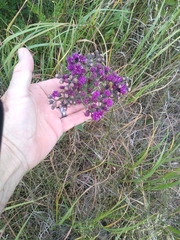 Vernonia baldwinii