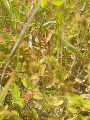 Hypericum virginicum