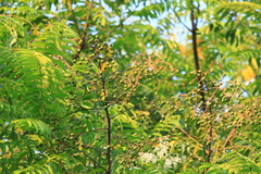 Allospondias lakonensis