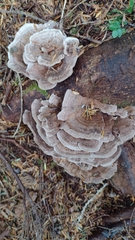 Trametes versicolor