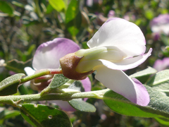 Podalyria myrtillifolia