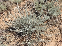 Artemisia santonicum