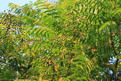 Allospondias lakonensis