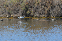 Himantopus himantopus