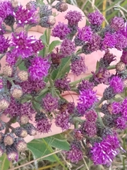 Vernonia baldwinii