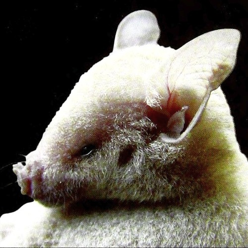 Cuban Flower Bat (Phyllonycteris poeyi) — Least Concern Mammalia