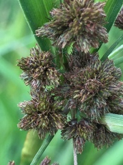 Scirpus atrovirens