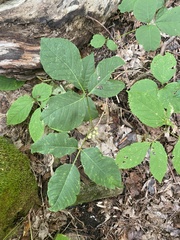 Toxicodendron rydbergii