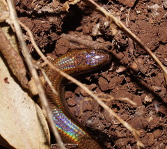 Calyptotis scutirostrum