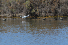 Himantopus himantopus