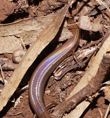 Calyptotis scutirostrum