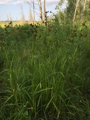 Scirpus atrovirens