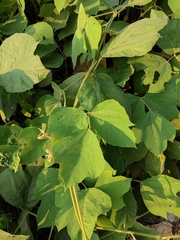 Pueraria montana