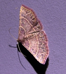 Corgatha dictaria