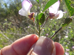 Podalyria myrtillifolia