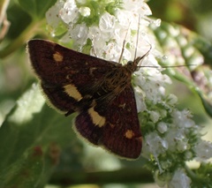 Pyrausta aurata