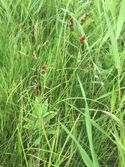 Carex bebbii