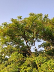 Allospondias lakonensis