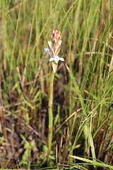 Satyrium longicauda