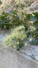 Clematis ligusticifolia