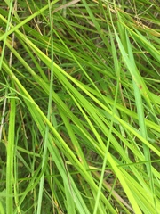 Carex bebbii