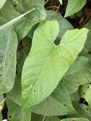 Calystegia sepium