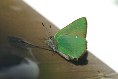 Callophrys rubi