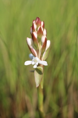 Satyrium longicauda