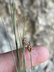 Carex nardina