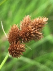 Carex bebbii