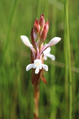 Satyrium longicauda