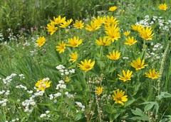 Heliopsis helianthoides