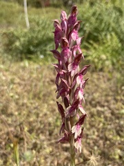 Anacamptis coriophora