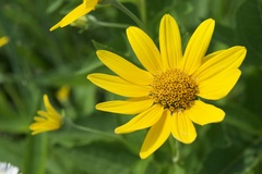 Heliopsis helianthoides