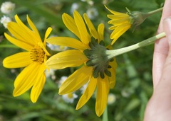 Heliopsis helianthoides
