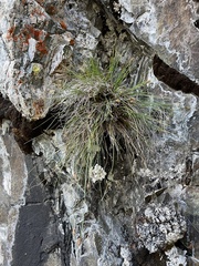 Carex nardina