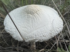 Lepiota erminea