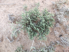 Halocnemum strobilaceum