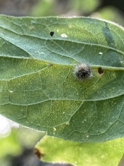 Celticecis pubescens
