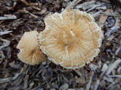 Agrocybe putaminum