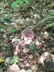 Tylopilus rubrobrunneus