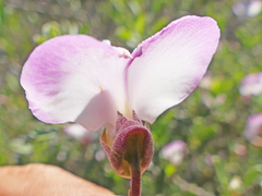 Podalyria myrtillifolia